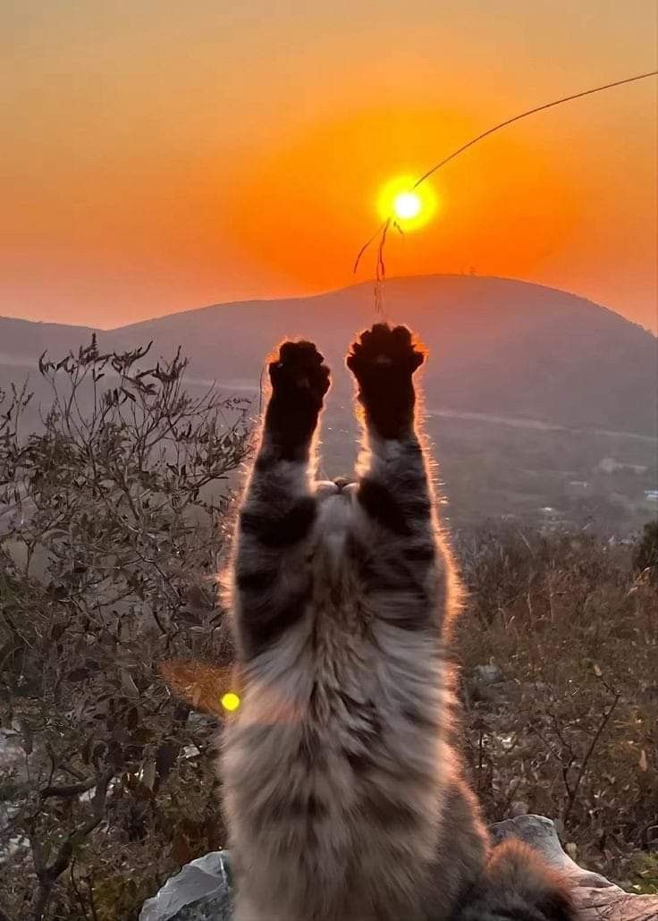 a cat sitting on top of a rock with its paws up in the air as the sun sets