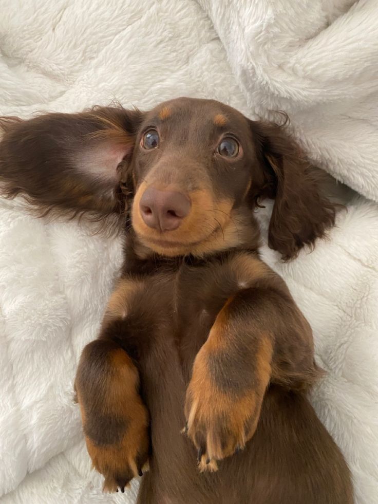 a brown and black dog laying on it's back with its paws in the air