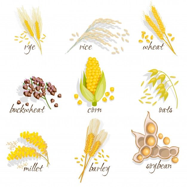 an image of different types of grains