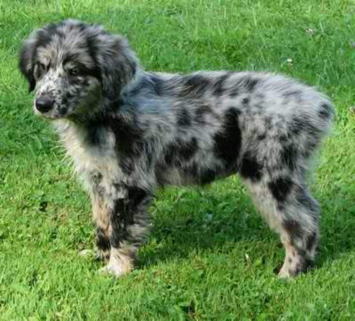 a dog standing on top of a lush green field