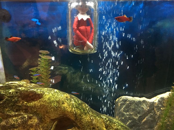 an elf sitting in a jar on top of a fish tank