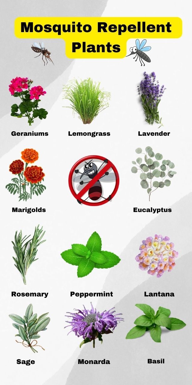 the different types of plants and their names