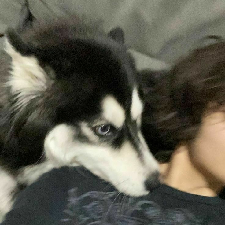 a woman laying on top of a bed next to a black and white husky dog