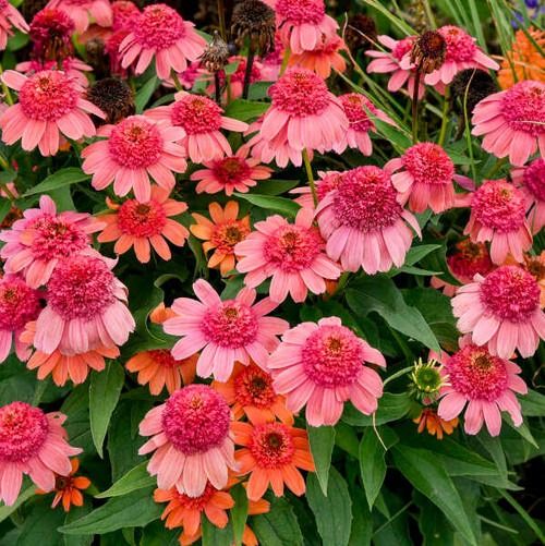 pink and orange flowers with green leaves in the background