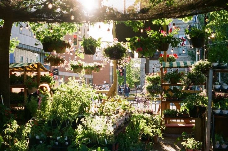 many potted plants are hanging from the ceiling in an outdoor garden area with sunlight shining through