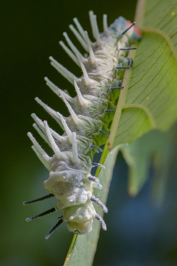 a caterpillar crawling on a green leaf