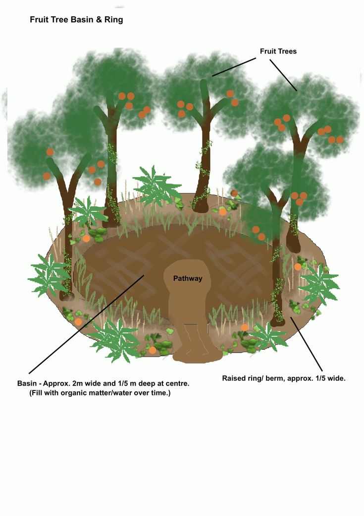 a diagram showing the parts of a tree