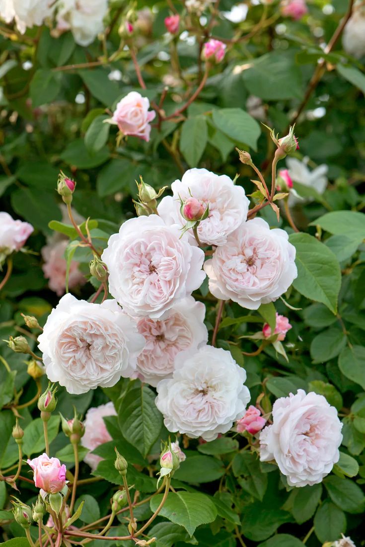 pink roses are blooming in the garden