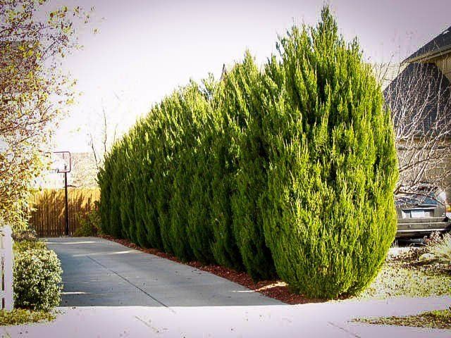 a very tall green bush next to a house