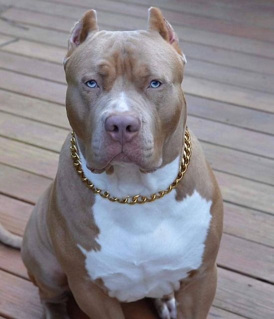 a brown and white dog sitting on top of a wooden floor next to a chain