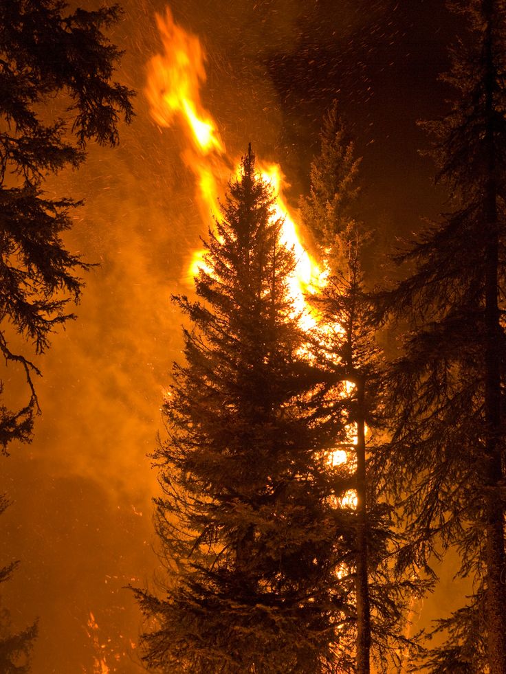 a forest filled with lots of tall trees covered in yellow and orange fire raging through the sky