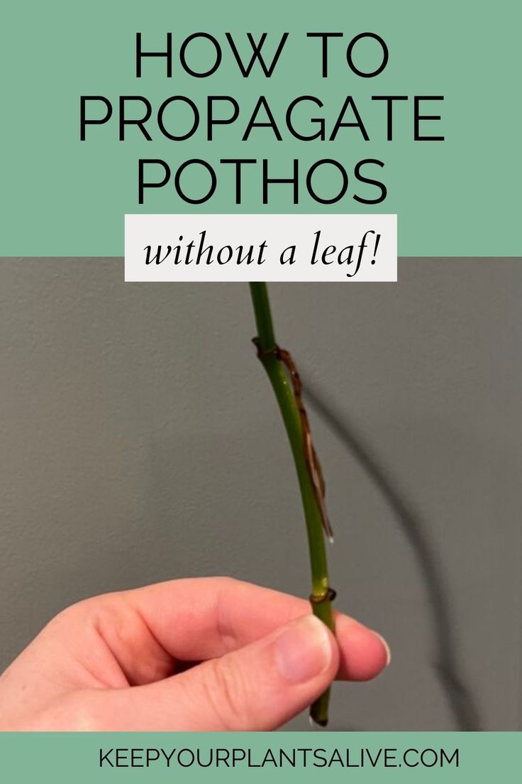 a person holding a plant with the text how to propagate pots without a leaf