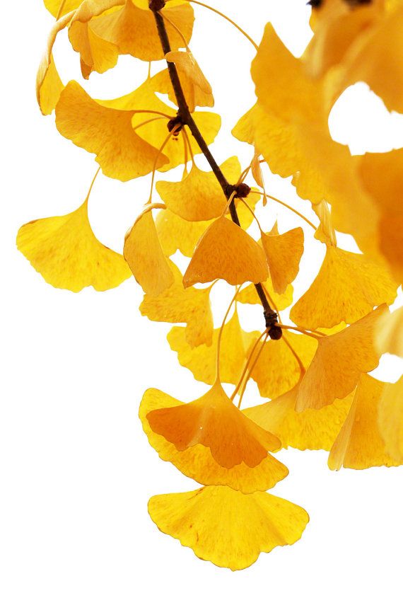 yellow leaves are hanging from a branch with white sky in the backgrounnd