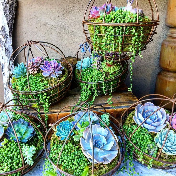 several wire baskets filled with succulents and plants