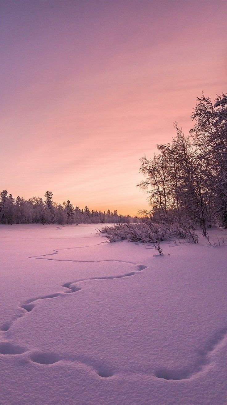 footprints in the snow at sunset with trees and bushes behind them, as seen from across the field