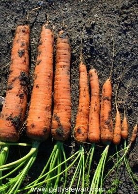 several carrots are laying on the ground