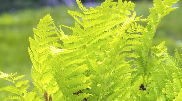 a green plant with lots of leaves on it