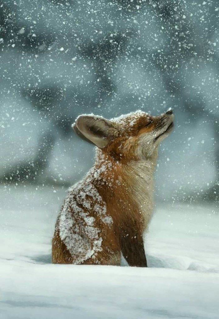 a fox sitting in the snow looking up