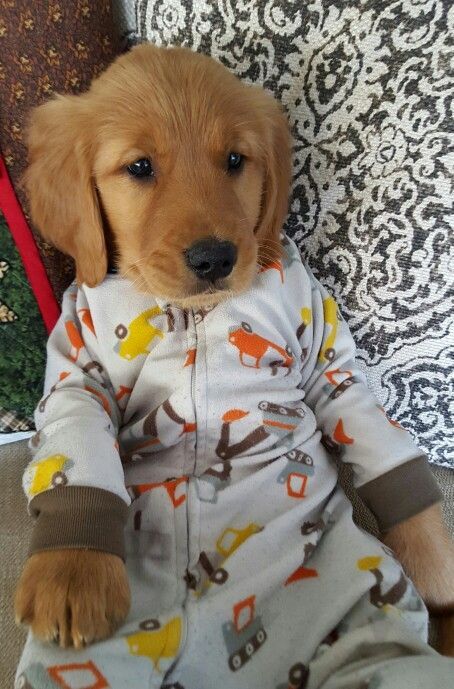 a brown dog wearing pajamas sitting on top of a couch