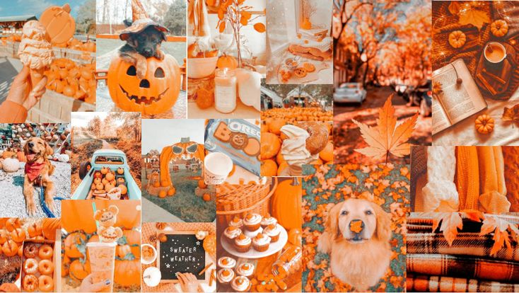 a collage of pictures with pumpkins and dogs