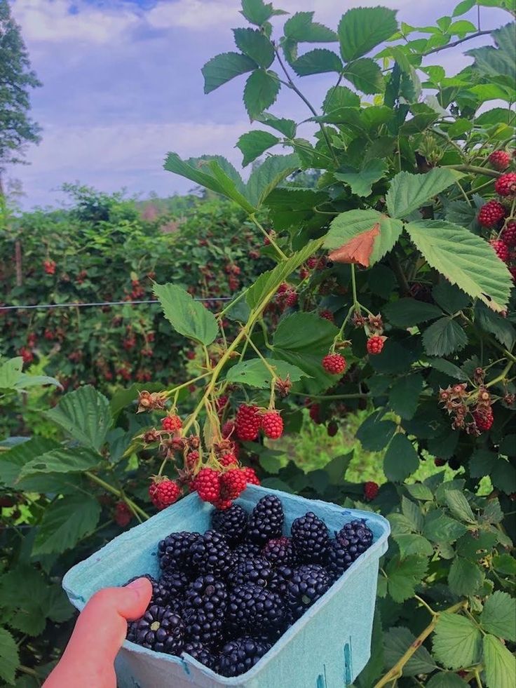 a person picking berries from a bush on a sunny day