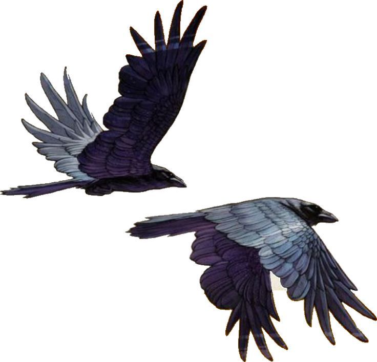 two black and white birds flying side by side