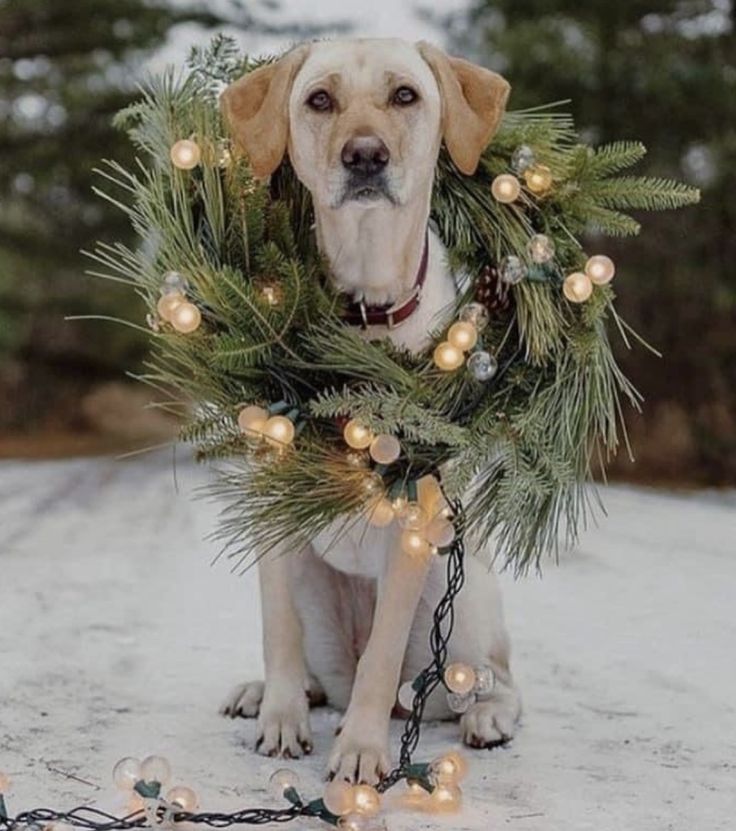 Christmas Dog Photography, Christmas Pet Photos, Dog Christmas Photos, Dog Christmas Pictures, Animal Photoshoot, Puppy Portraits, Puppy Photography, Puppy Mom, Dog Xmas