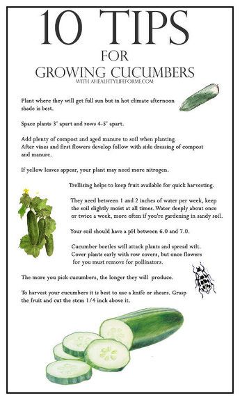 the instructions for growing cucumbers are shown