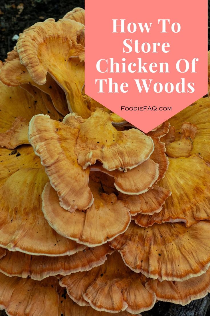 mushrooms with the words how to store chicken of the woods