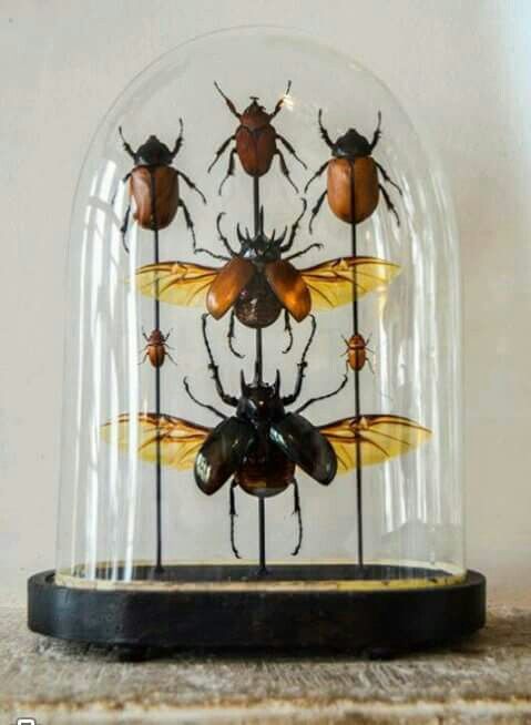 a glass dome with some bugs in it