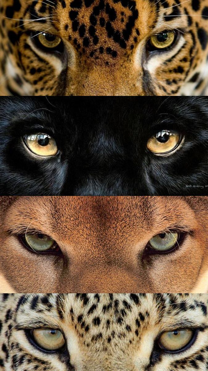 four different pictures of the same animal's face and eyes, each with their own color