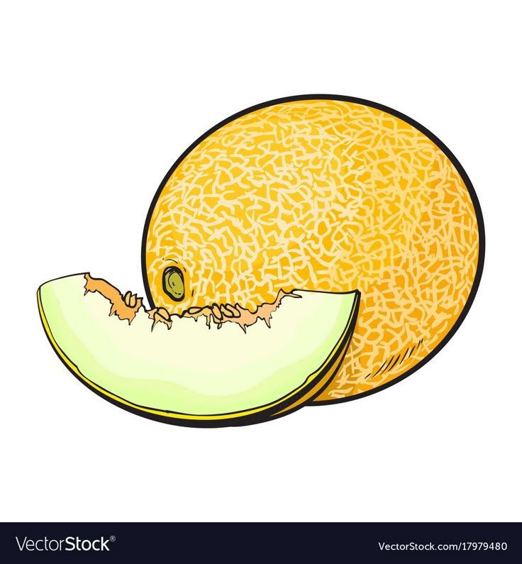 a melon cut in half on a white background