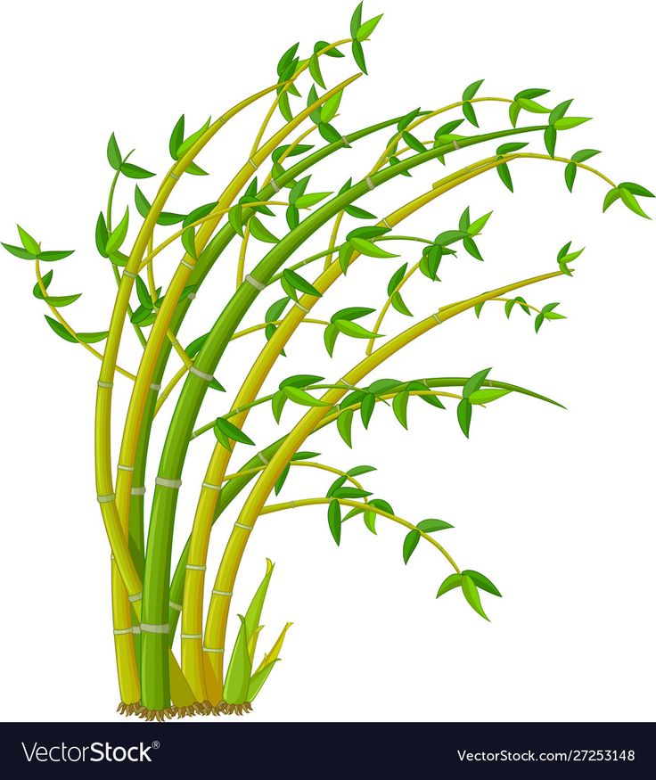 a tall plant with green leaves on it's stems