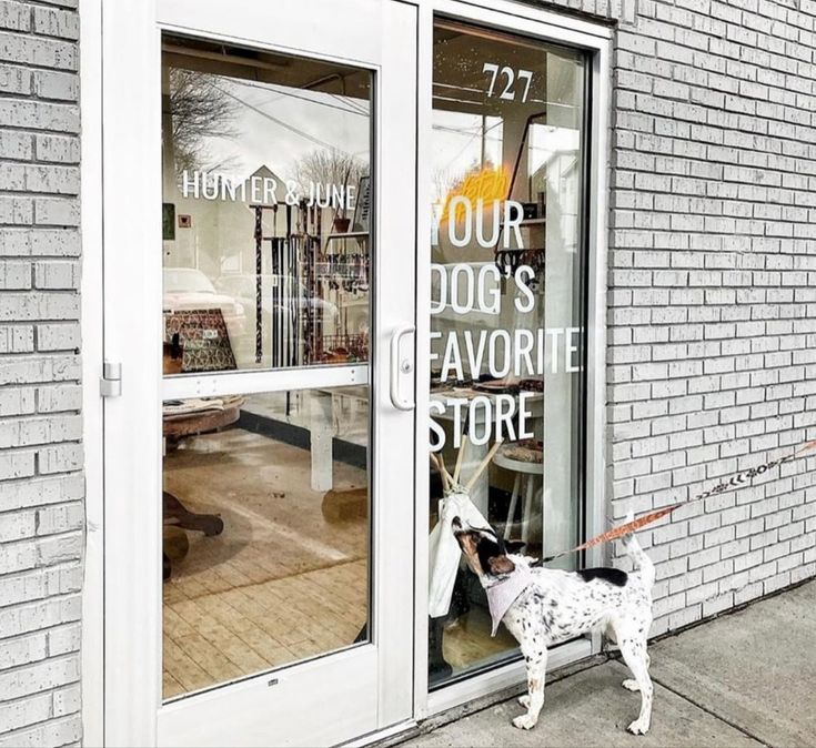 a dog is standing in front of a store window