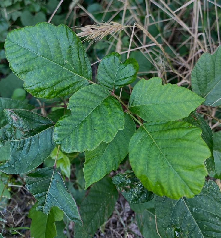 green leaves are growing on the ground in front of some grass and plants with brown stems