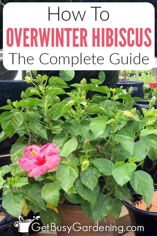 a potted plant with the title how to overwint hibiscus the complete guide