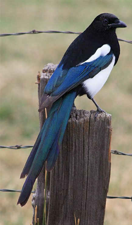 a black and blue bird sitting on top of a wooden post next to a barbed wire fence