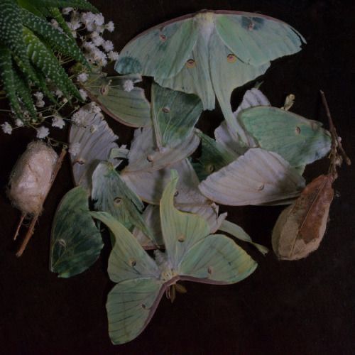 some green leaves and white flowers on a black surface