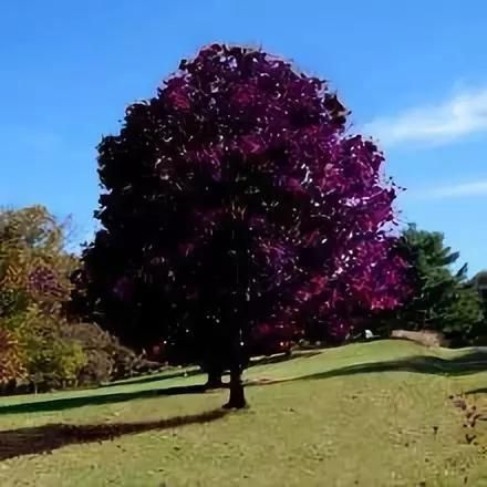 a purple tree in the middle of a grassy field