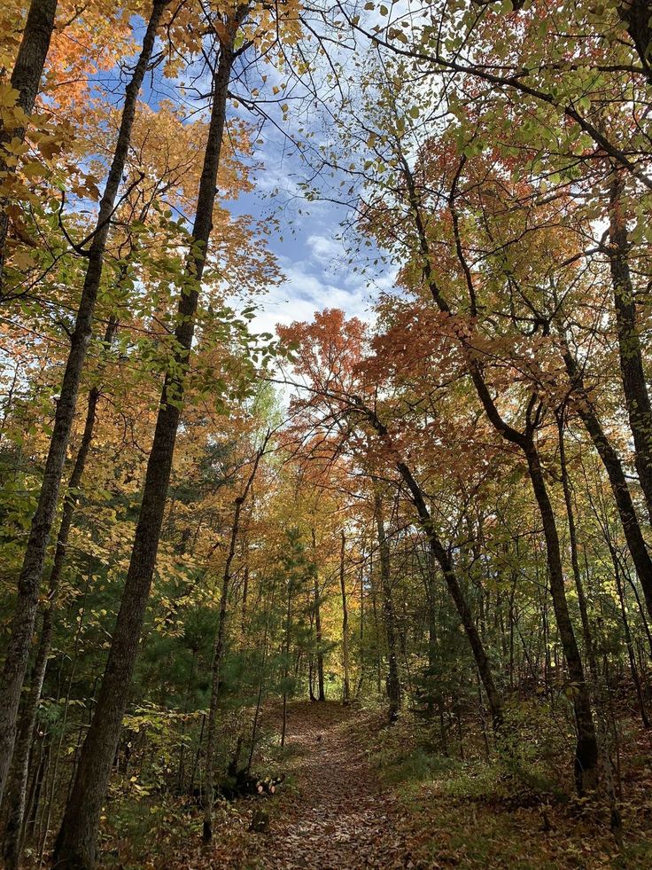 a dirt road surrounded by trees with leaves on the ground