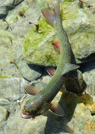 a fish that is laying on some rocks