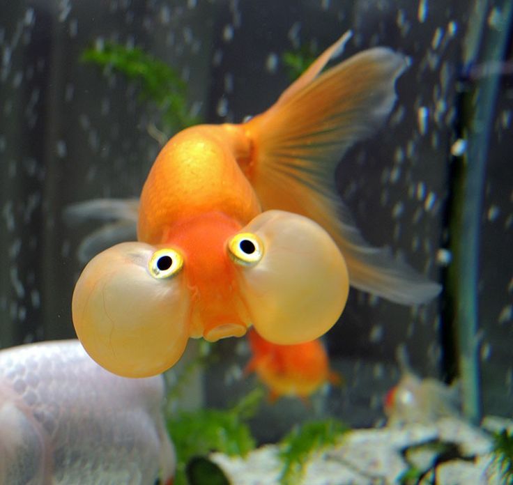 an orange fish looking at the camera with two eyes on it's face in front of another fish