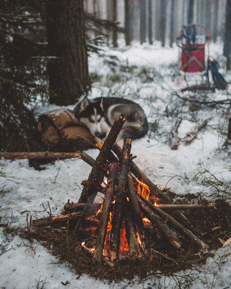 a dog laying next to a fire in the snow