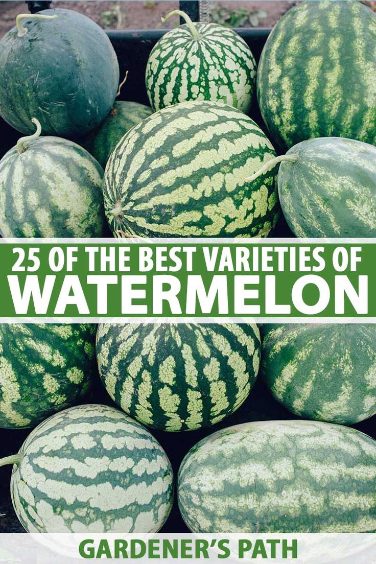 watermelons are stacked up in a pile with the words 25 of the best varieties of watermelon