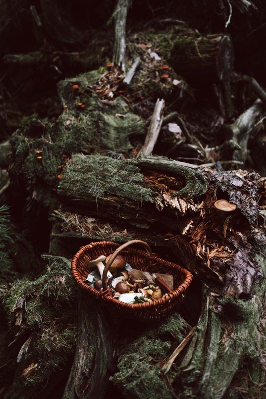 a basket filled with mushrooms sitting on top of a fallen tree trunk in the woods