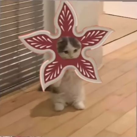 a cat is standing on the floor with a paper cut out of it's face