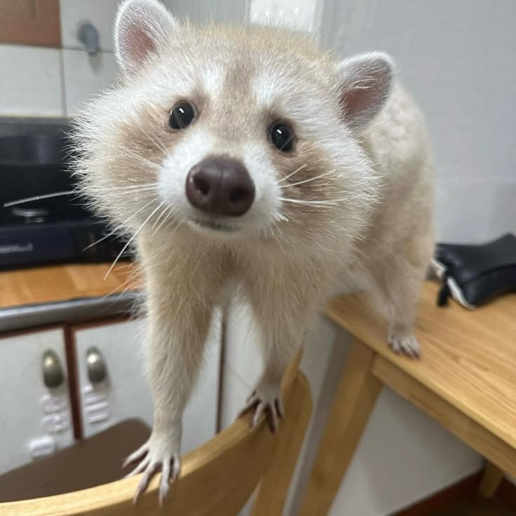 a small animal standing on top of a wooden chair