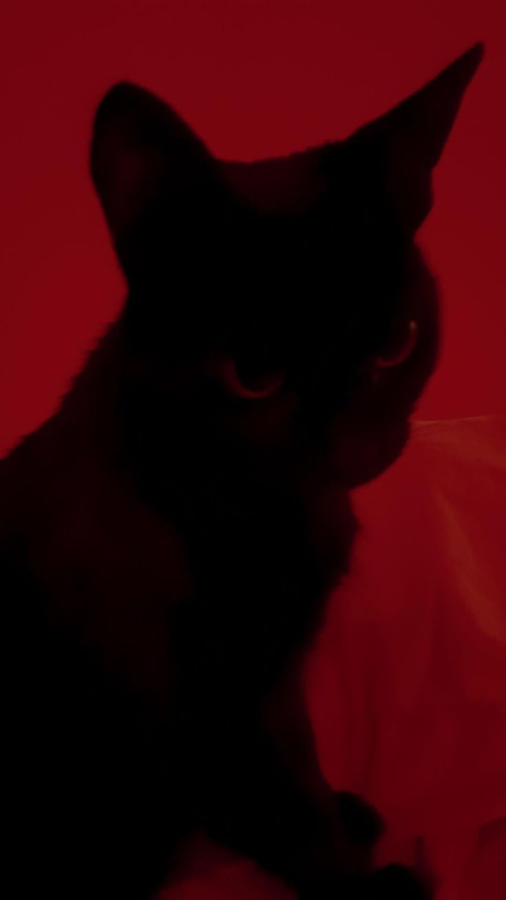 a black cat sitting in front of a red background