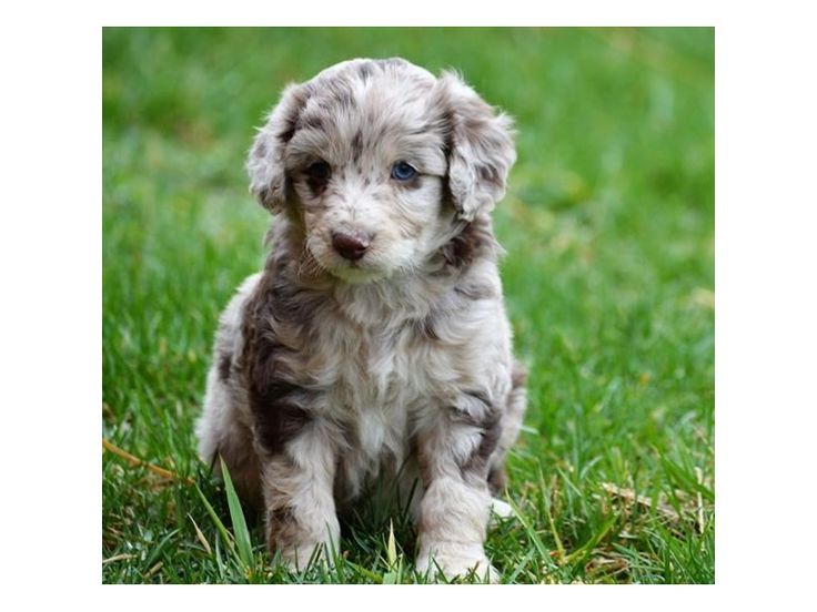 a small gray and white puppy sitting in the grass