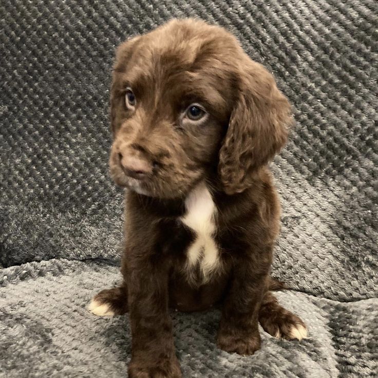 a brown and white puppy sitting on top of a couch